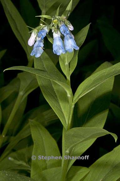 mertensia ciliata var stomatechoides 5 graphic